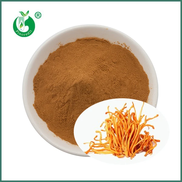Ekstrak Militaris Cendawan Cordyceps Organik